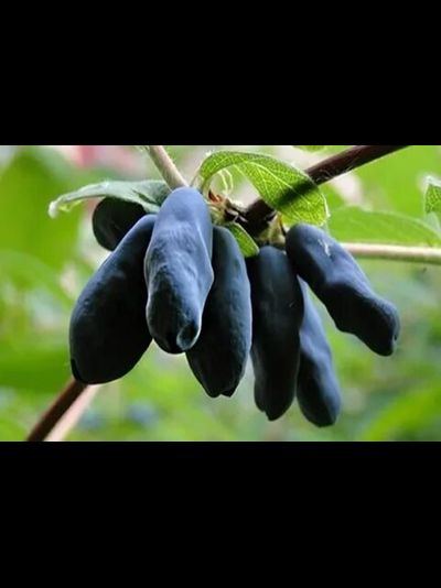 Бакчарский великан (жимолость), 2года, ЗКС