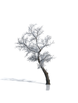 Billboards Дерево зимнее_23