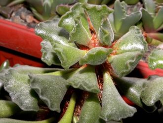 Adromischus cristatus (3 листа без корней)