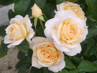 Лионс розе (Lions Rose), Kordes