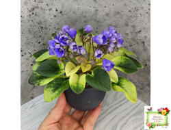 Н-Аватар (Н. Бердникова)