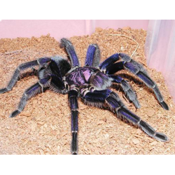 Phormictopus cancerides