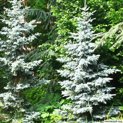 Ель Костер - фото в ландшафте - красовский-сад.рф