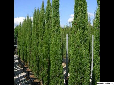 Кипарис Тотем - Totem