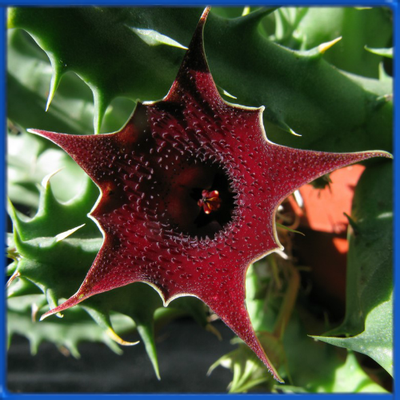 Huernia keniensis