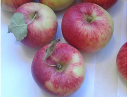 Симфония (яблоня)