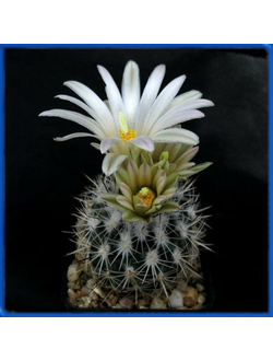 Gymnocactus beguinii f. albiflorus GM 1047