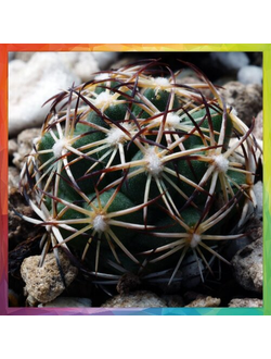 Coryphantha radians v. bernalensis PAN 110