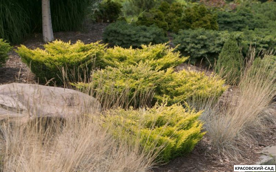 Можжевельник горизонтальный Лайм Глоу