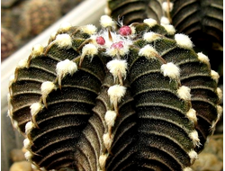 Gymnocalycium friedrichii v.moserianum VoS 014а - 5 семян