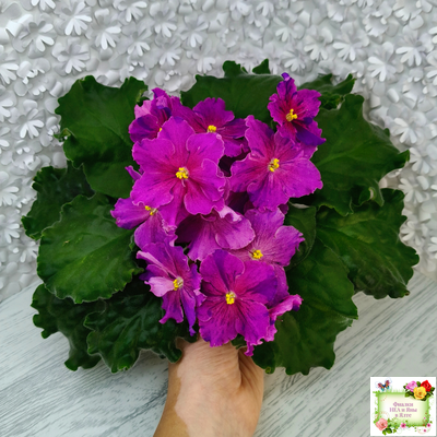 Dn-Cherchez la Femme (Д. Денисенко) 2020 г.