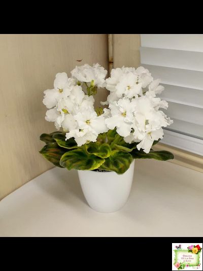 OS-Джунгарик (С.Осипова) (клакамас с кроновой пестролистностью)