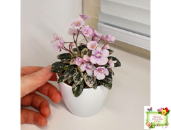 Precious Pixie (S.Sorano) (3 листа с детками в 1 стаканчике)