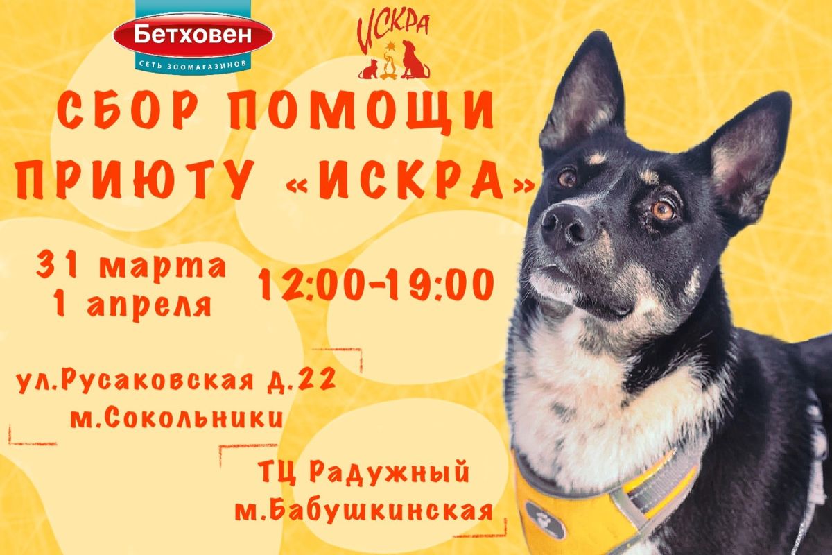 ВОЛОНТЕРЫ В ПРИЮТАХ ДЛЯ КОШЕК