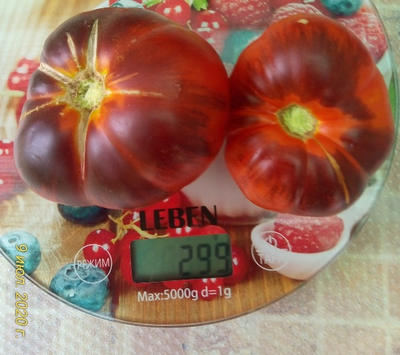 Томат Синий Том (Blue Tom)