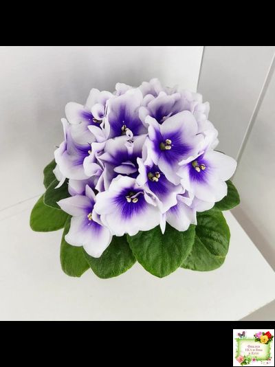 ЛЕ-Мятная Прохлада (Е. Лебецкая) 2019 г.