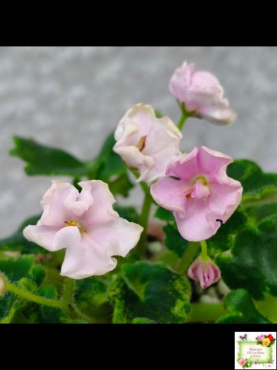 LV-Прелесть (Л. Шевелева) сеянец (стартер)