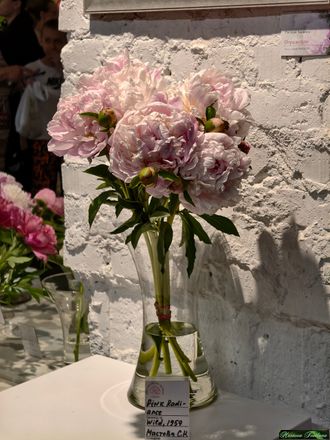 Paeonia Pink Radiance