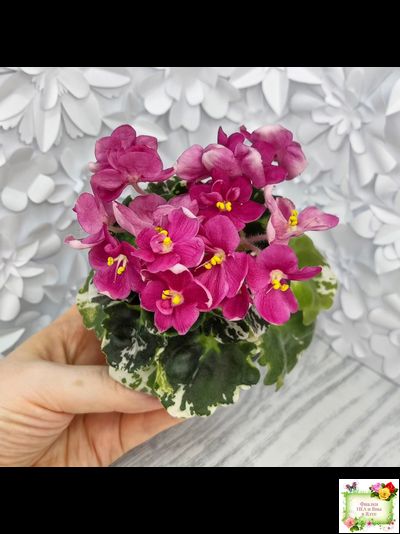 ЛЕ-Фруктовая Мармеладка (Е.Лебецкая) 2017 г. (пестролистный гёрл)