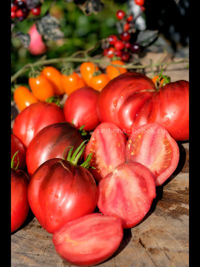 Томат Бронзовые Носики Сержанта Пеппера, 10 шт