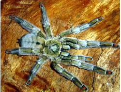 Psalmopoeus cambridgei