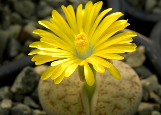 Lithops pseudotruncatella C070 (MG) - 10 семян