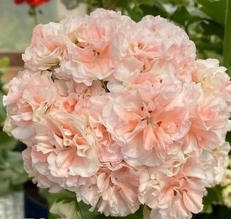 П240 Пеларгония ЕС Персиковый авантюрин укорененный черенок