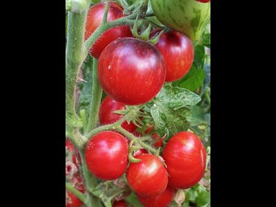 Томат Анто полосатый (Dwarf Striped Antho) США