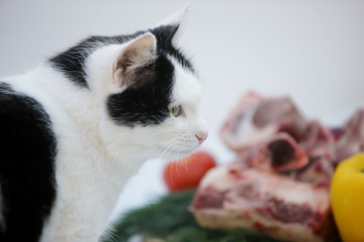 Можно кормить кота сырым мясом. Натуральное кормление кошек.