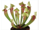 Sarracenia Eva