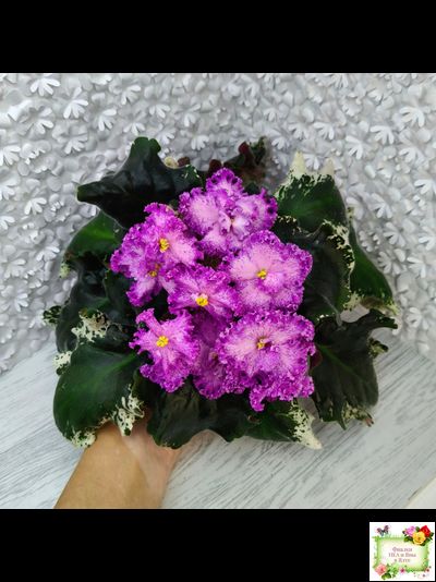 РС-Тропикана (С. Н. Репкина) 2015 г.