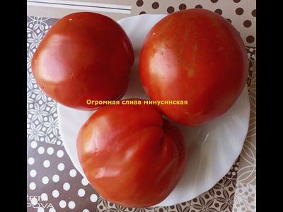 Томат Минусинская огромная слива