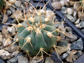 Gymnocalycium bayrianum Tom 326 (D=25-30мм)