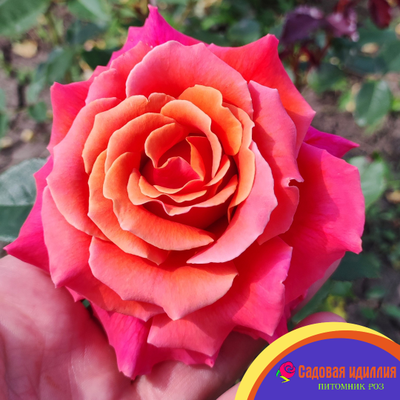 Купер Лайт (Cooper Lights)