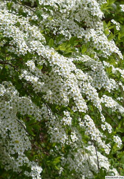Спирея серая Грефшейм - купить на сайте красовсий-сад.рф