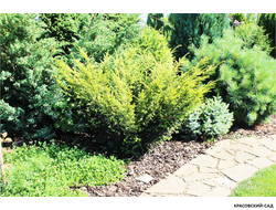 Тис ягодный Элегантиссима - Elegantissima