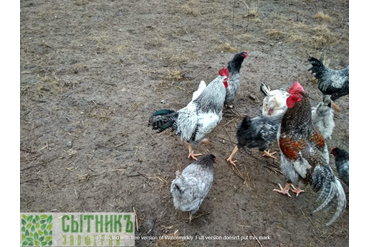 Деревенские куры с доставкой на дом по Подмосковью
