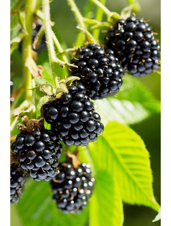 Ежевика  Блэк Мэджик