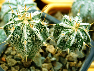 Astrophytum  ornatum  Hannya JAPAN  (D=30 mm)