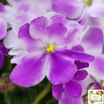 LV-Кирюша (Л. Шевелева) 2022 г. трейлер (пасынок посажен 15.08.25)