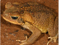 Жаба ага (Bufo marinus)