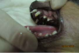 Стоматология