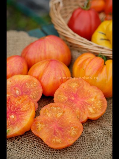 Томат Огненный Поцелуй Биколор с носиком, 10 шт