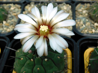 Gymnocalycium riojense ssp.paucispinum VG-347a (D=35-45 mm)