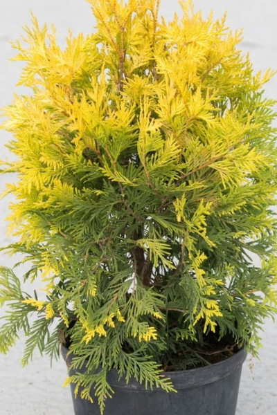 Туя западная Sunkist