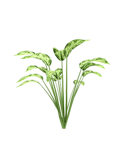 тропические Аглаонема