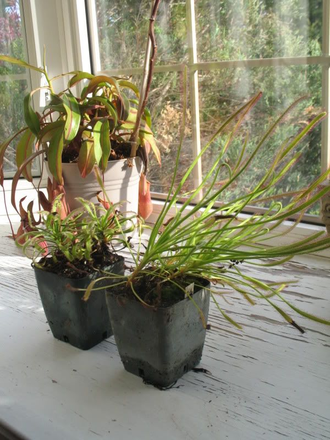 Drosera Capensis Giant