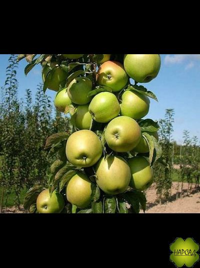 ЯБЛОНЯ КОЛОНОВИДНАЯ "ПРЕЗИДЕНТ" (саженец 3 года)