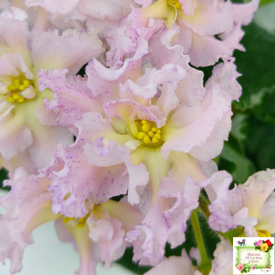 РМ-Солнечное Конфетти (Н. Скорнякова) 2022 г.