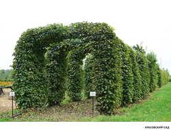 Топиар Арка из Липы мелколистной - Tilia cordata